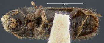 Media type: image;   Entomology 8292 Aspect: habitus ventral view